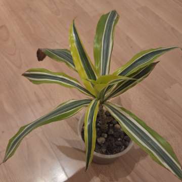 Dracena lemon lime