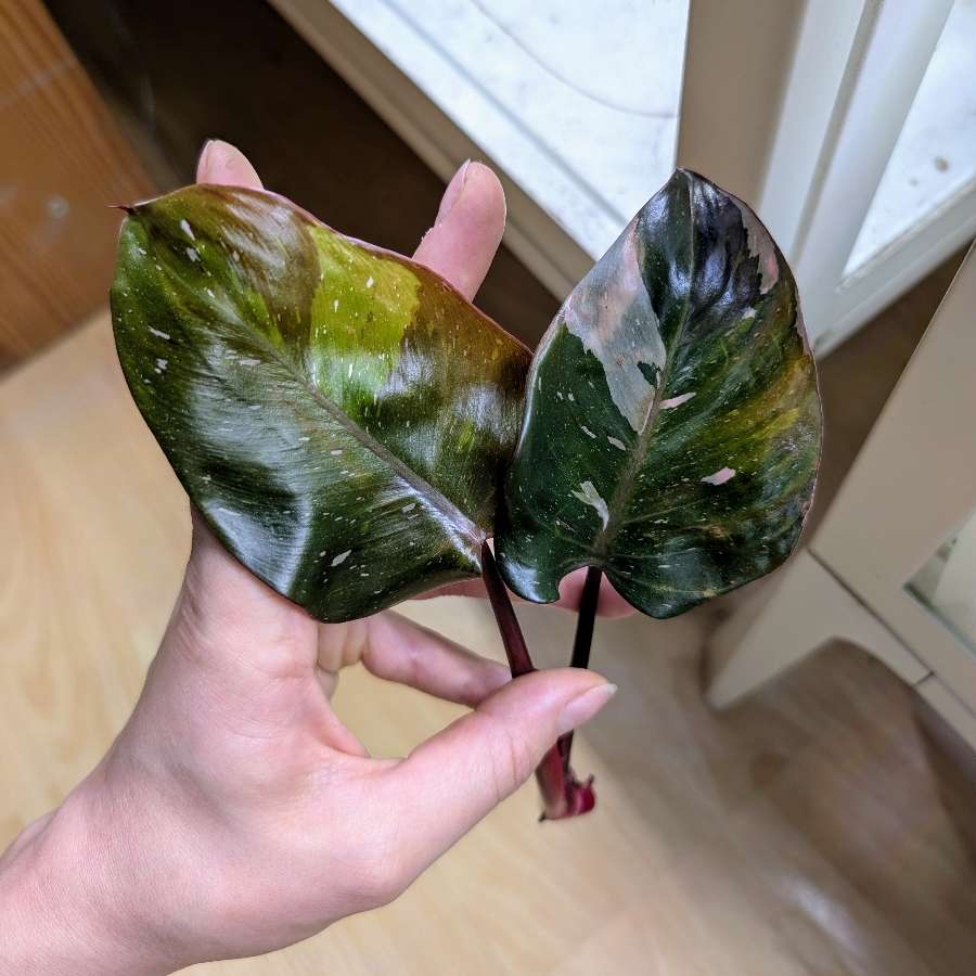 Philodendron Red Anderson