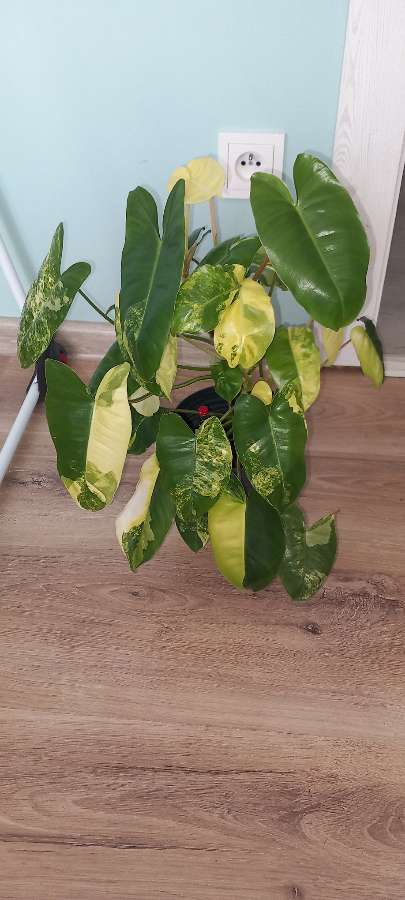 Philodendron burle marx variegata 2