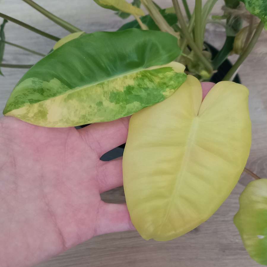 Philodendron burle marx variegata