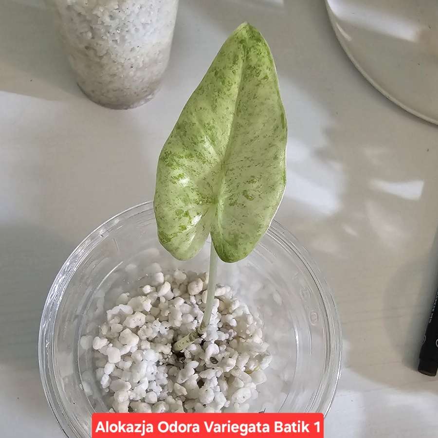 Alokazja Odora Variegata Batik