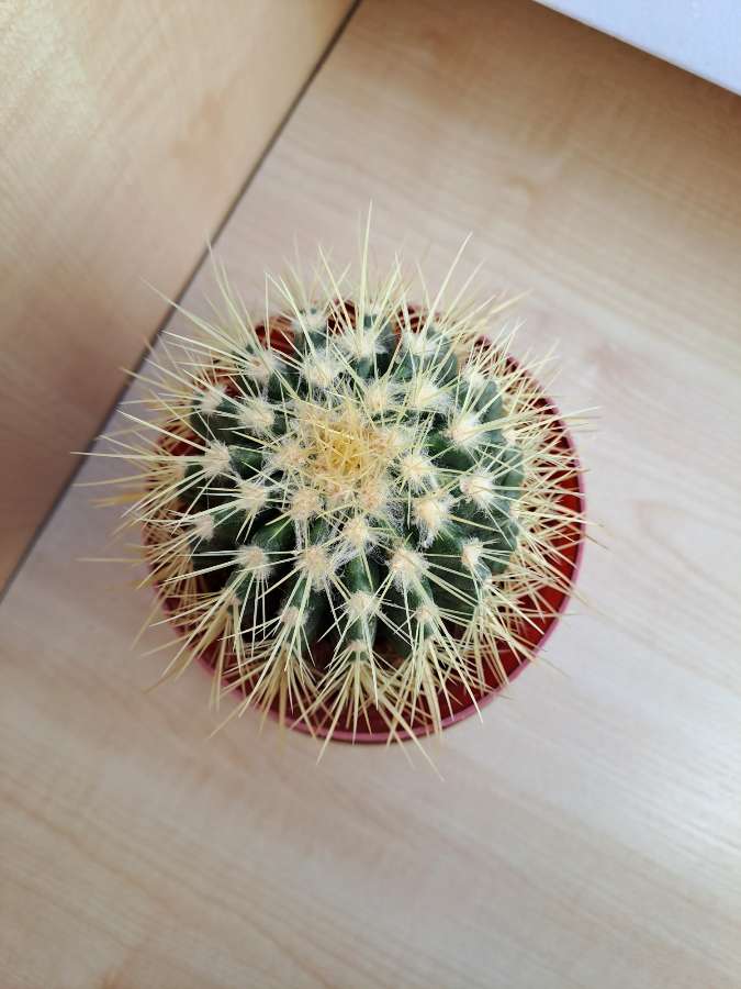 Echinokactus 2