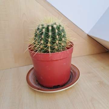 Echinokactus