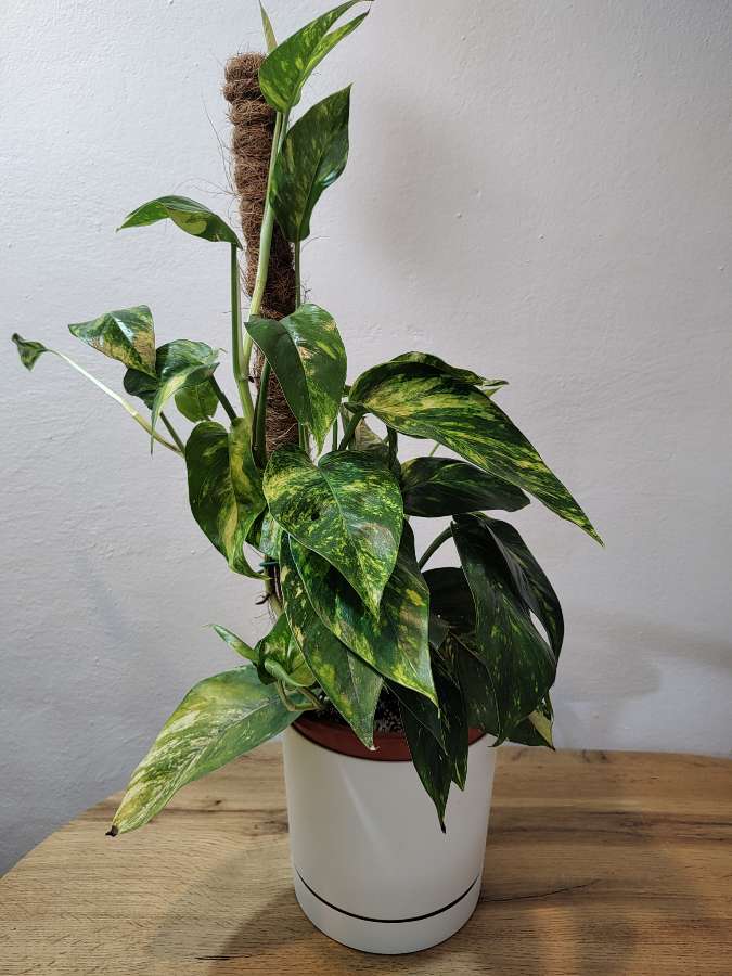 epipremnum cintho goldfinger 3
