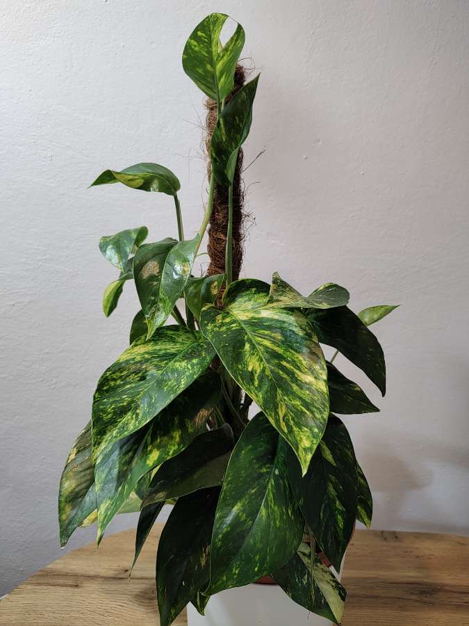 epipremnum cintho goldfinger 2