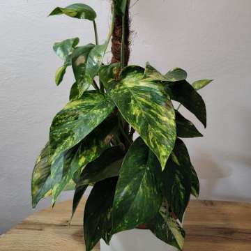 epipremnum cintho goldfinger