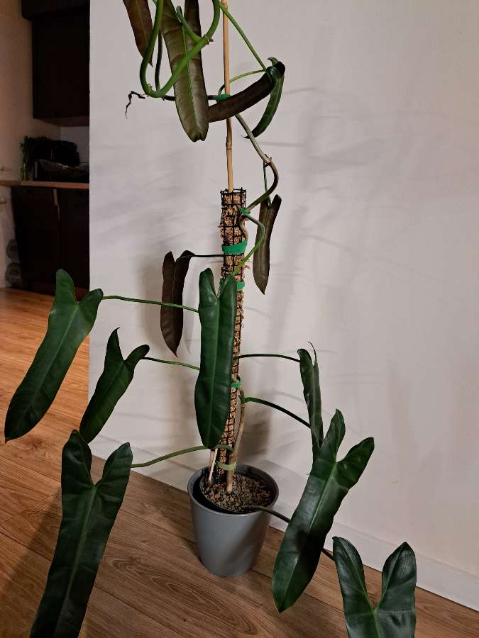 Philodendron atabapoense 2
