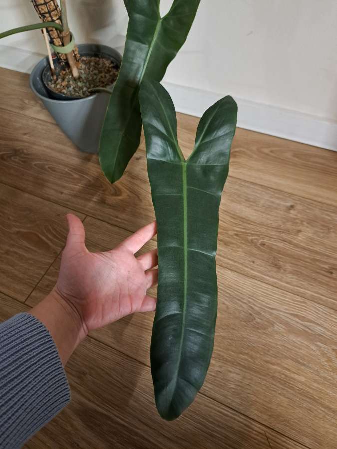 Philodendron atabapoense 4