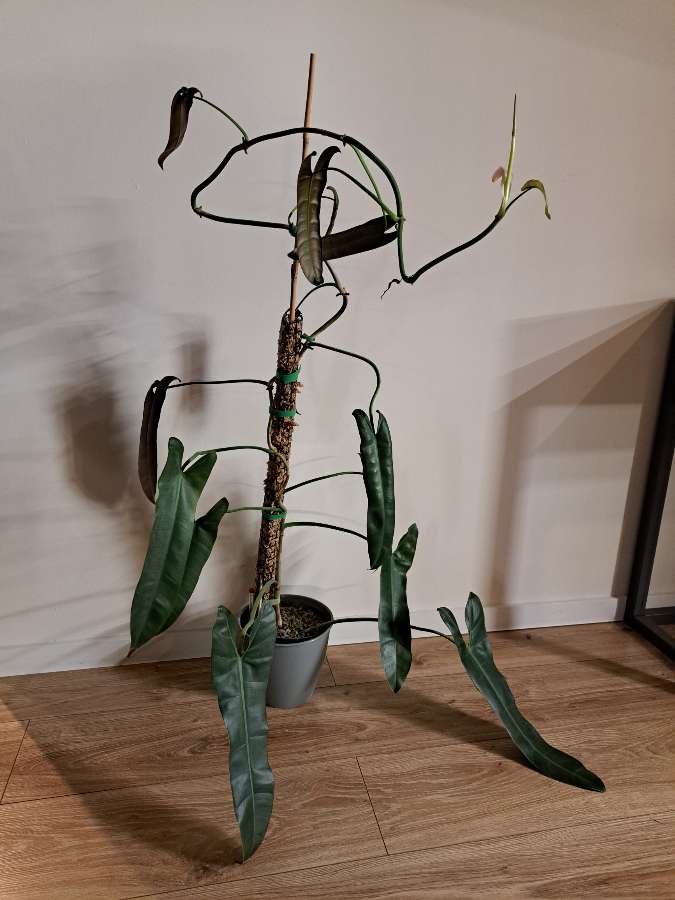 Philodendron atabapoense 3