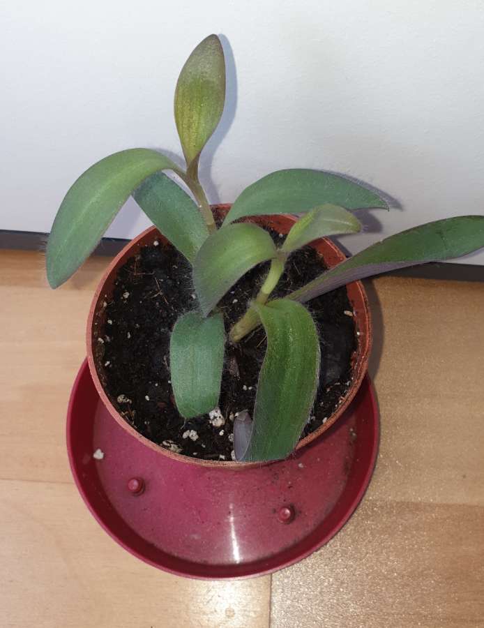 Setkrezja purpurowa 3