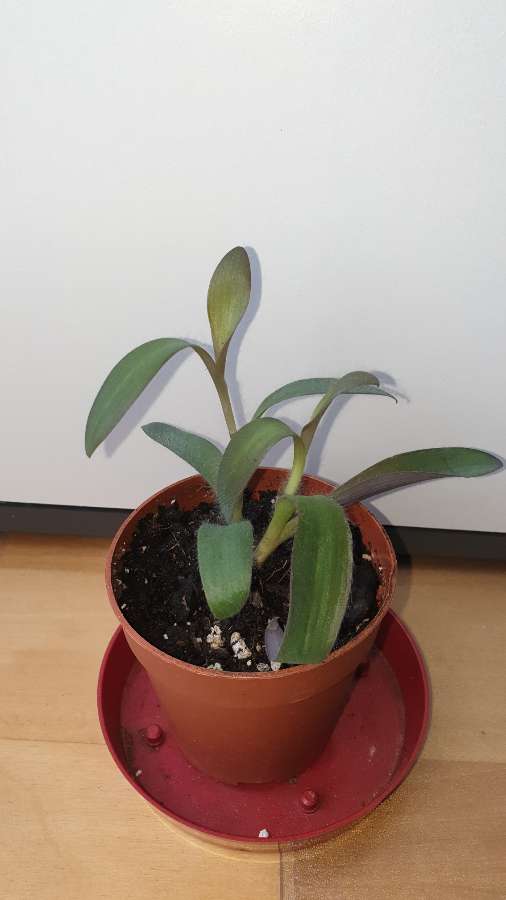 Setkrezja purpurowa 2