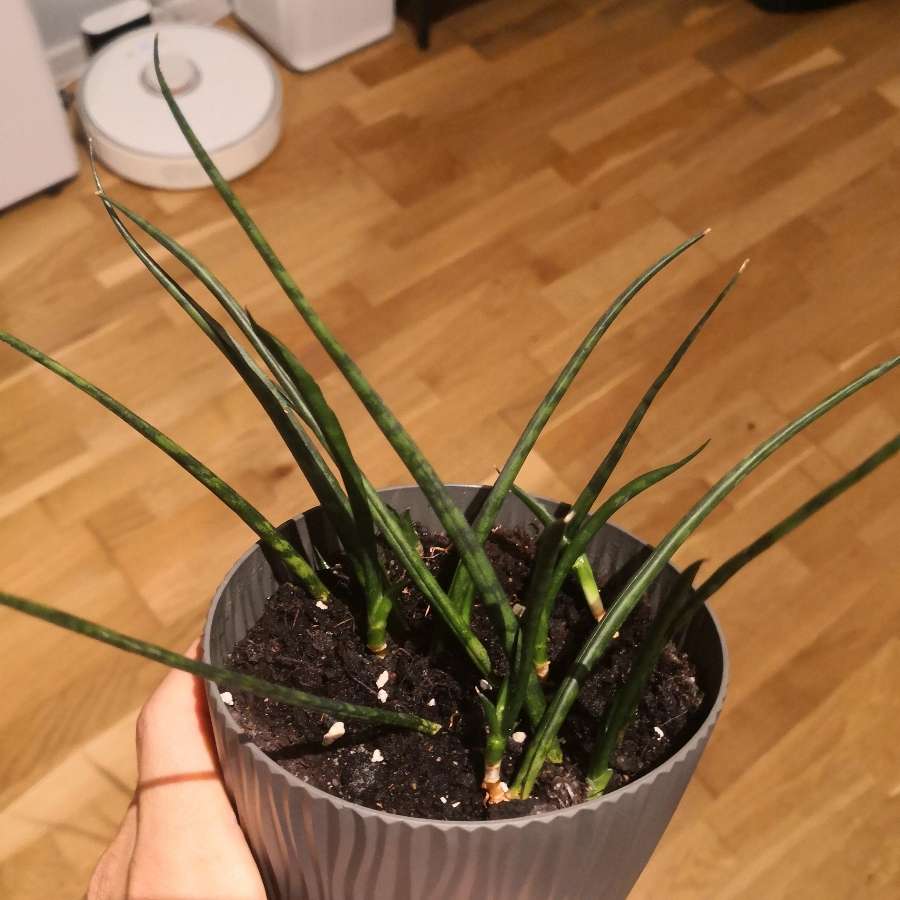 Sansevieria