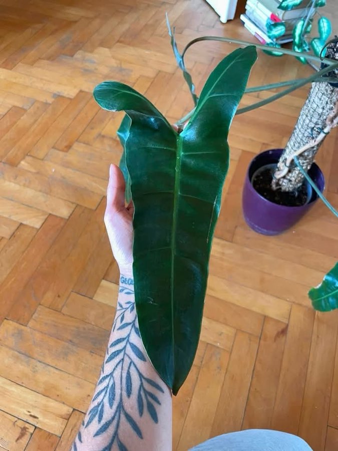 philodendron billietiae x atabapoense 3