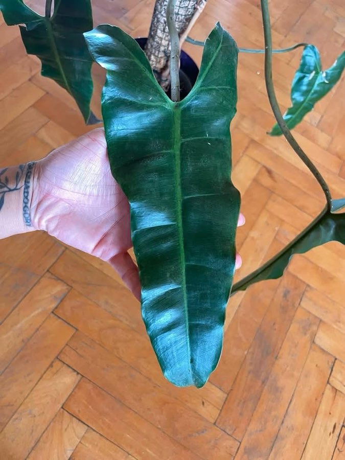 philodendron billietiae x atabapoense 2