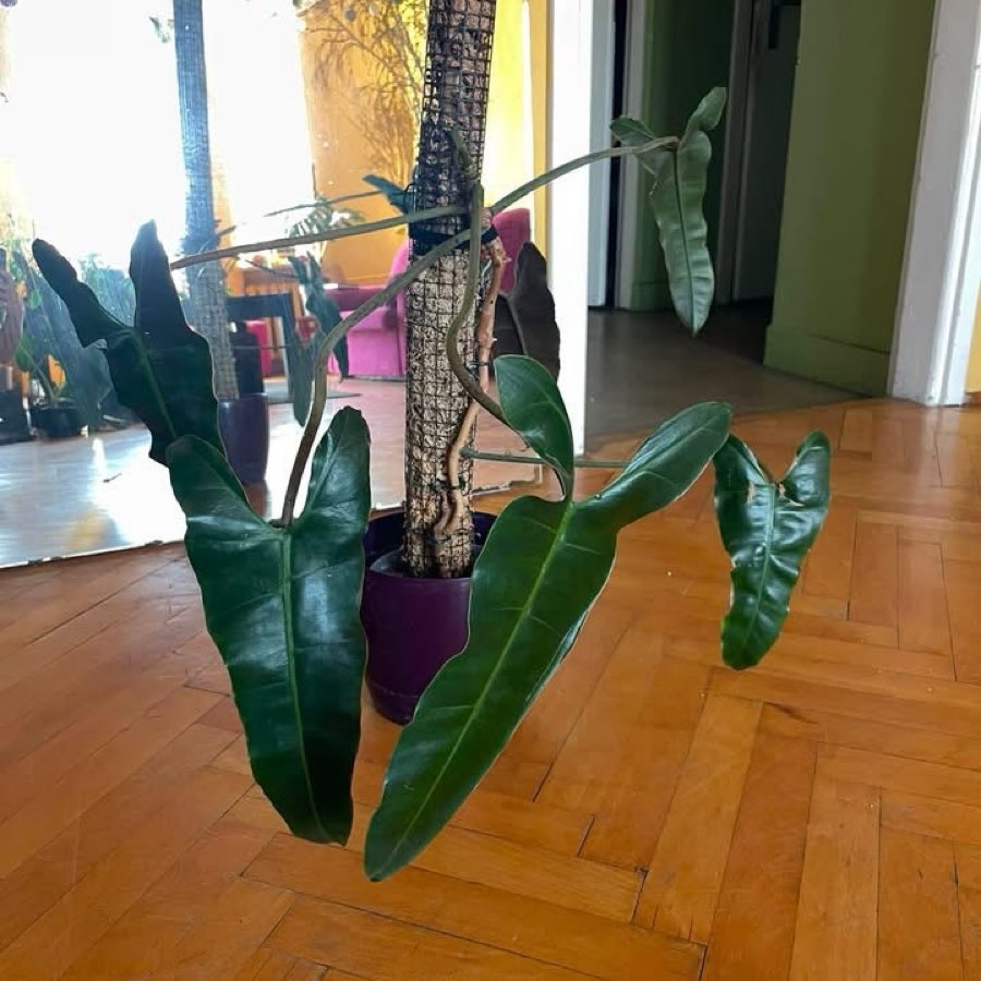 philodendron billietiae x atabapoense