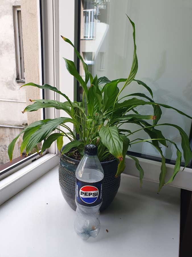 Spathiphyllum 4