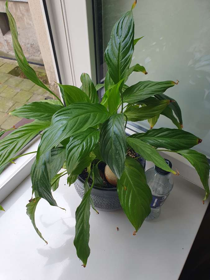 Spathiphyllum 2