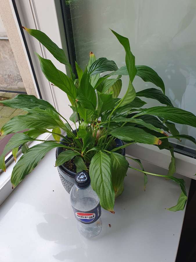 Spathiphyllum 3