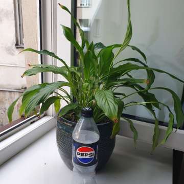 Spathiphyllum