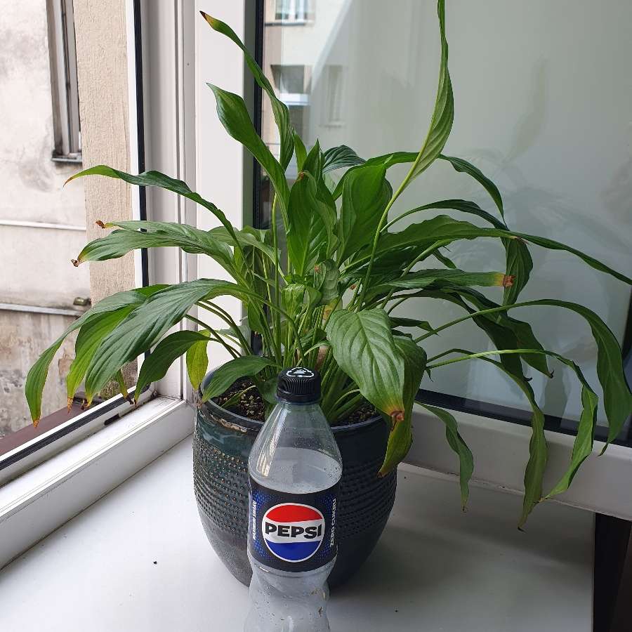 Spathiphyllum