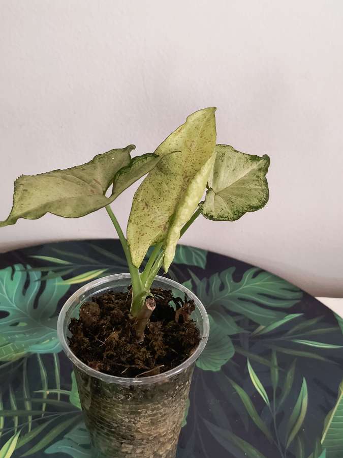 Syngonium confetii milk 3