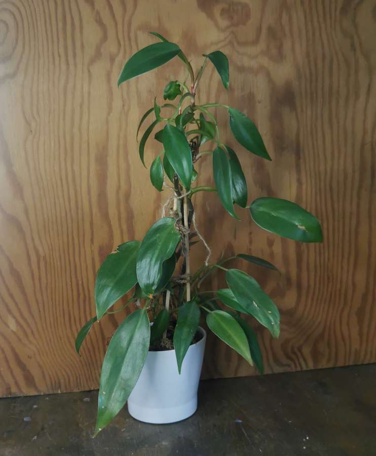 Philodendron sp 2