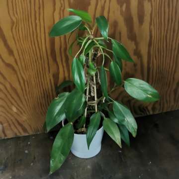 Philodendron sp