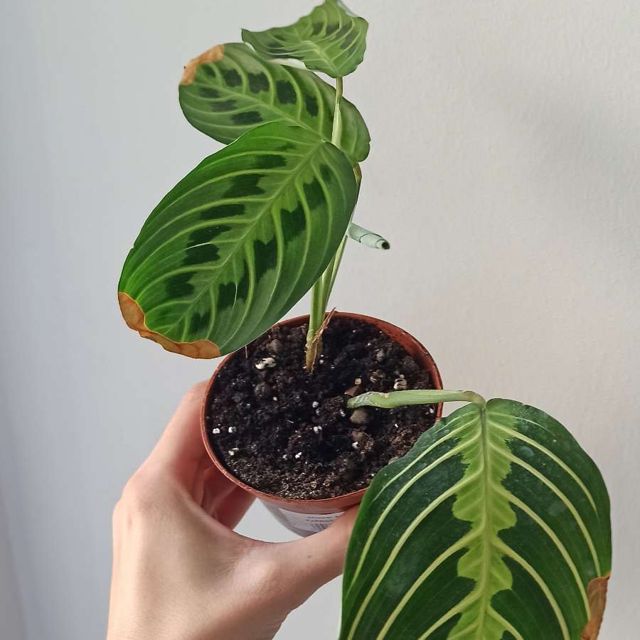 Maranta Lemon lime