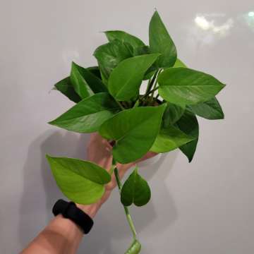 Epi zielone