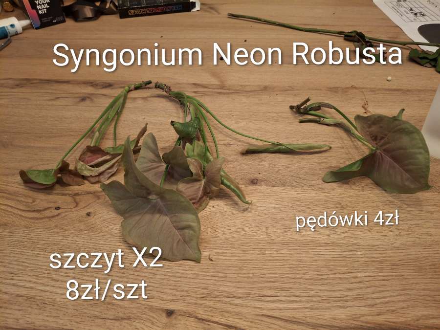 Syngonium Neon 2