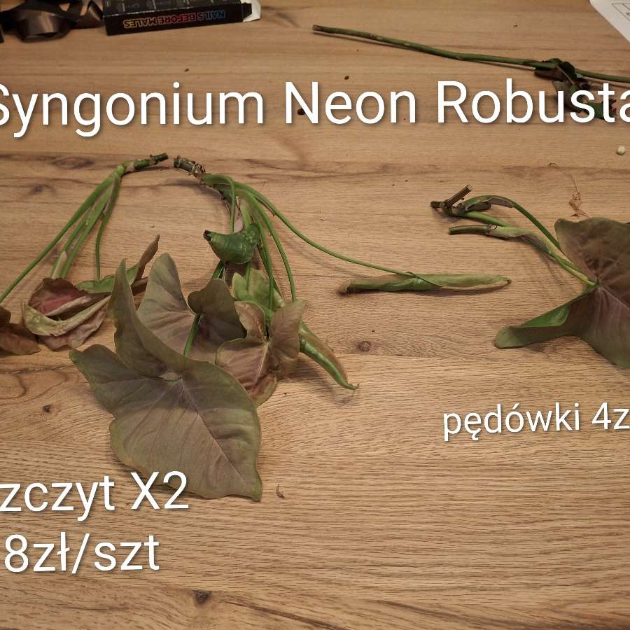 Syngonium Neon