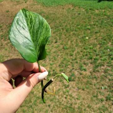 Epipremum marble Queen