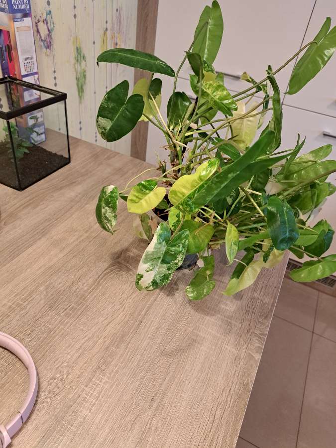 Phildendron burle marx variegata 2
