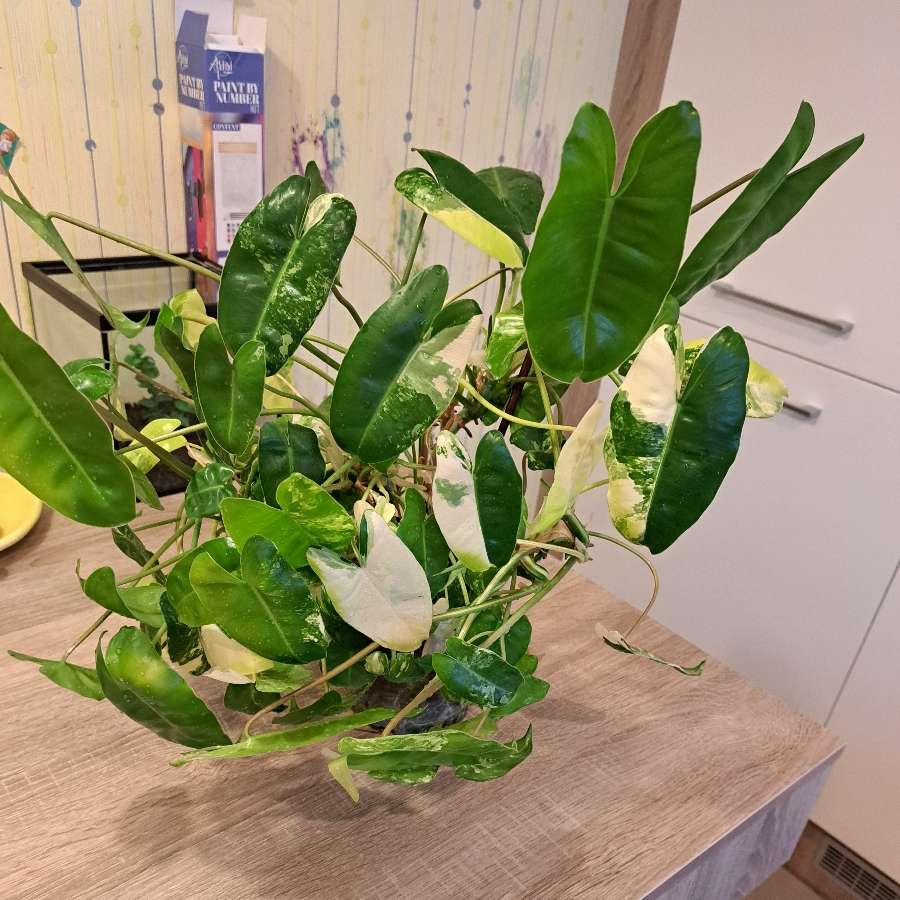 Phildendron burle marx variegata