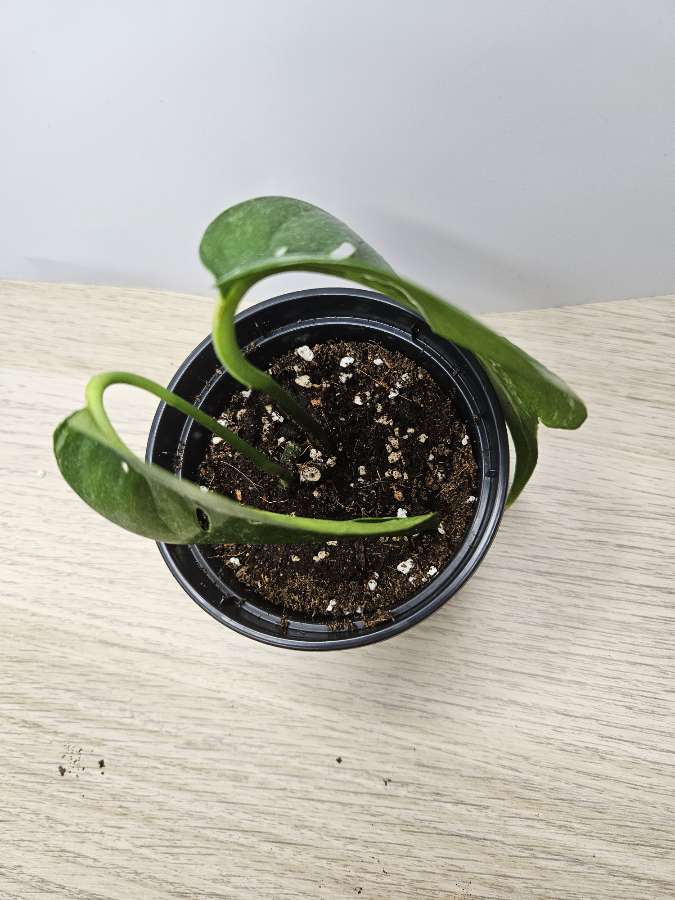 Epipremnum pinnatum variegata 2