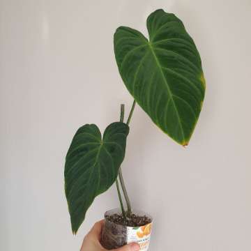 Philodendron splendid