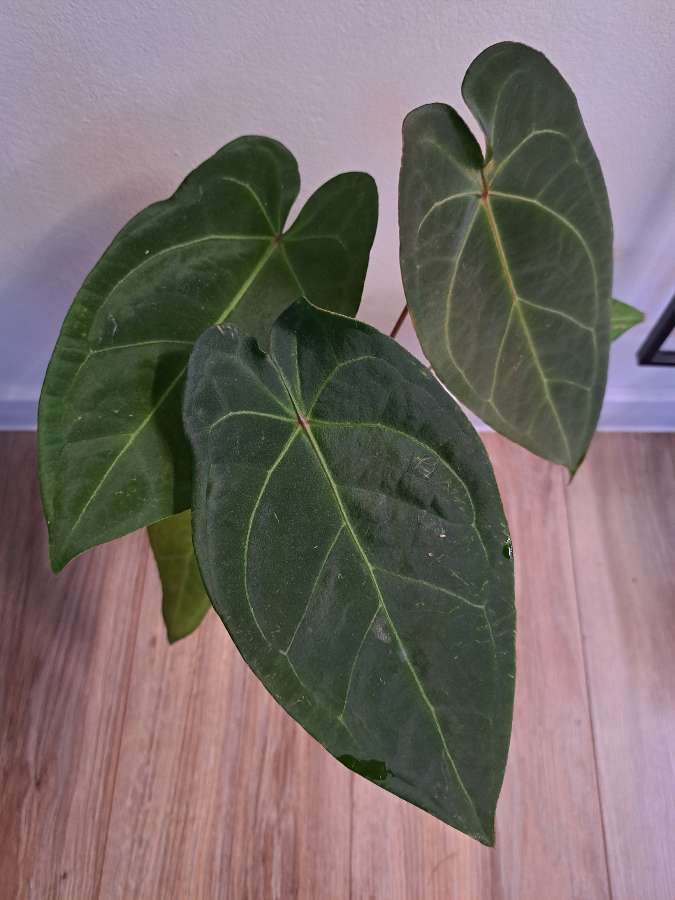 Anthurium papillilaminum x x forgetii dark 4
