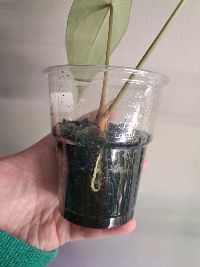 Anthurium papillilaminum x x forgetii dark 5