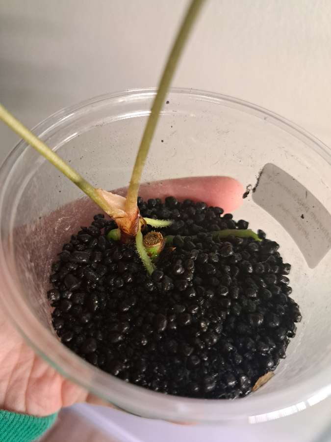 Anthurium papillilaminum x x forgetii dark 3