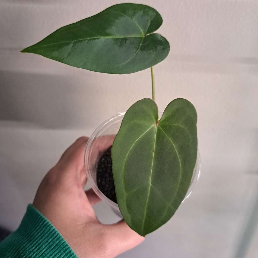 Anthurium papillilaminum x x forgetii dark