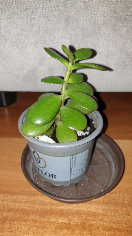 Grubosz,  sukulent 2