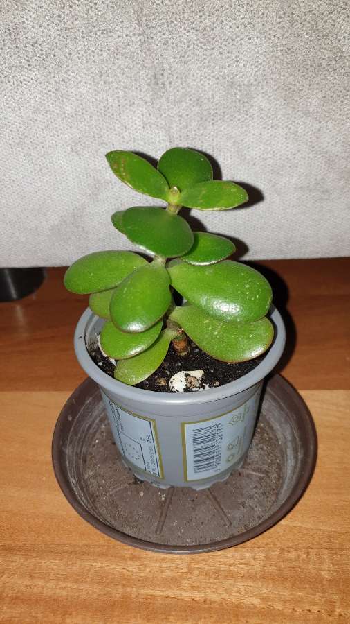 Grubosz,  sukulent 3