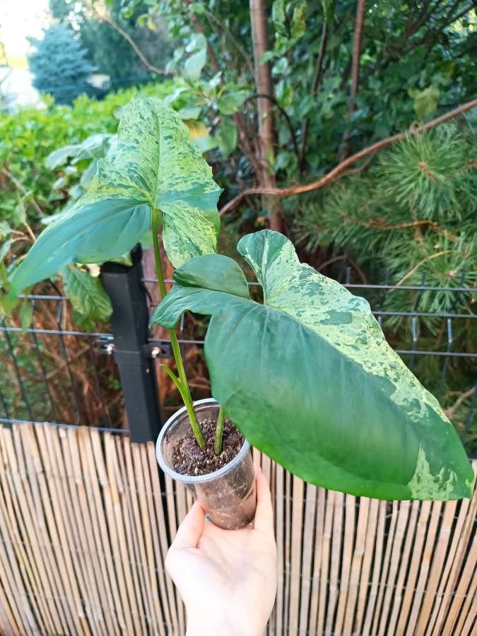 Syngonium Mottled Mojito 2