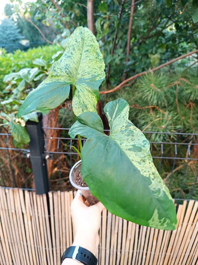 Syngonium Mottled Mojito 3