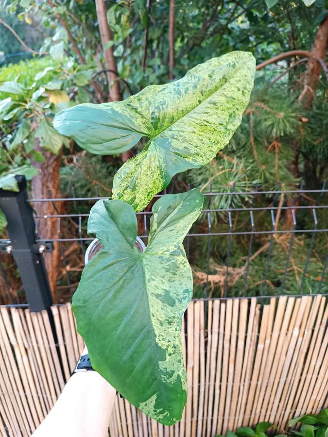 Syngonium Mottled Mojito 4
