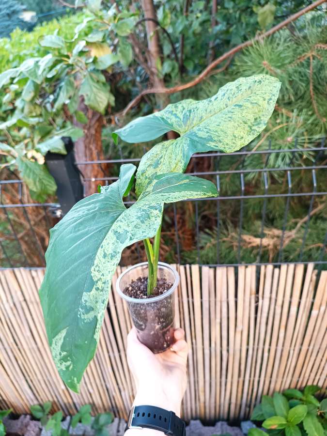Syngonium Mottled Mojito 5