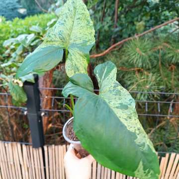 Syngonium Mottled Mojito