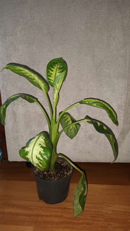 Difenbachie wysokość 42cm 4
