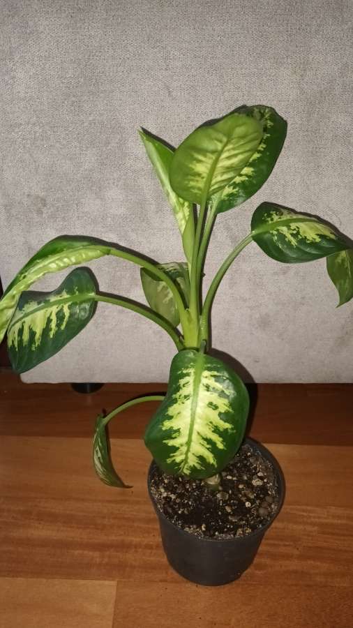 Difenbachie wysokość 42cm 3