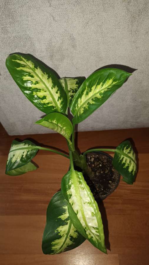 Difenbachie wysokość 42cm 2